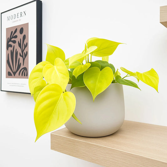 Philodendron Lemon Micans Pothos House Plant