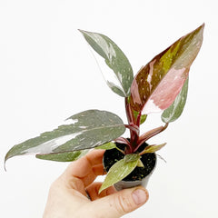 Philodendron Red Anderson House Plant 6cm Pot