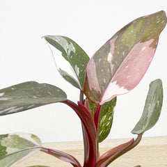 Philodendron Red Anderson House Plant 6cm Pot