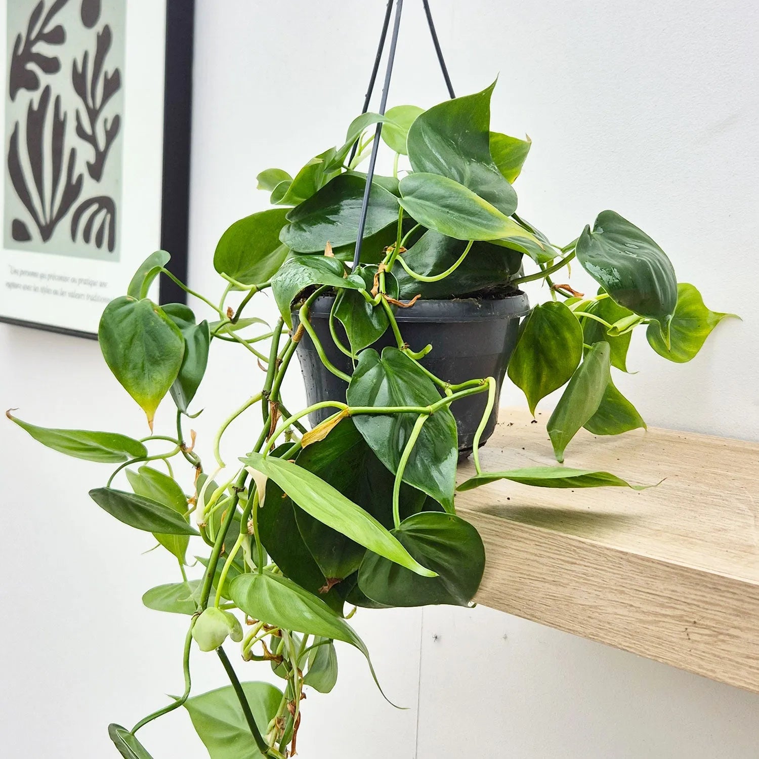 Philodendron Scandens Pothos House Plant