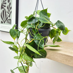 Philodendron Scandens Pothos House Plant