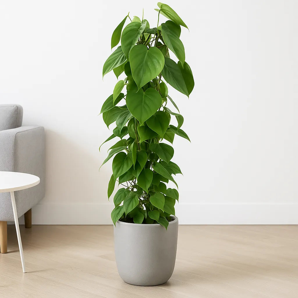 Philodendron Scandens Pothos House Plant