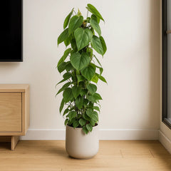 Philodendron Scandens Pothos House Plant