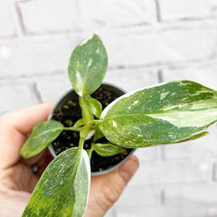 Philodendron White Princess House Plant 6cm Pot