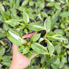 Philodendron White Princess House Plant 6cm Pot