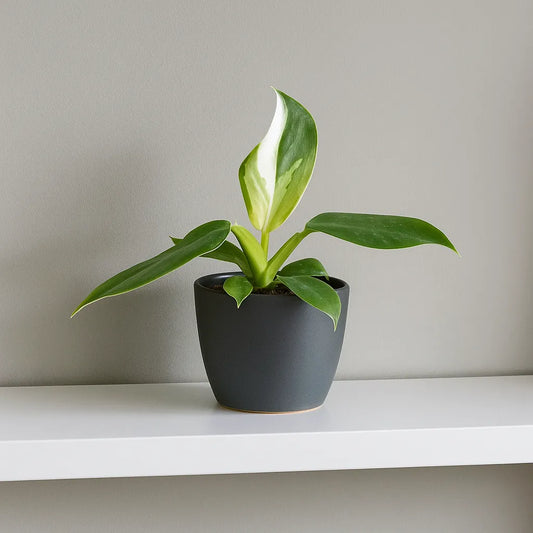 Philodendron White Wizard House Plant 6cm Pot