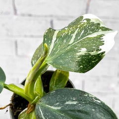 Philodendron White Wizard House Plant 6cm Pot