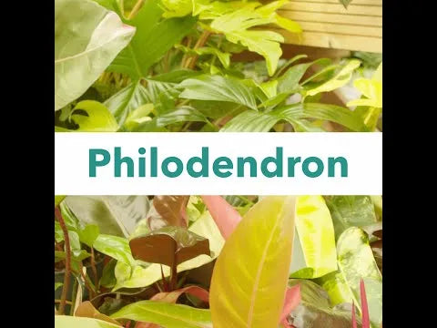 Philodendron & Monstera Potting Mix 2.5ltr