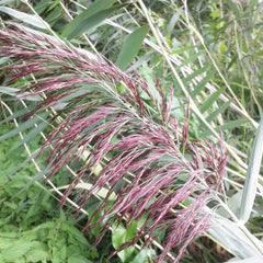 Phragmites Australis Aquatic Pond Plant - Common Reed