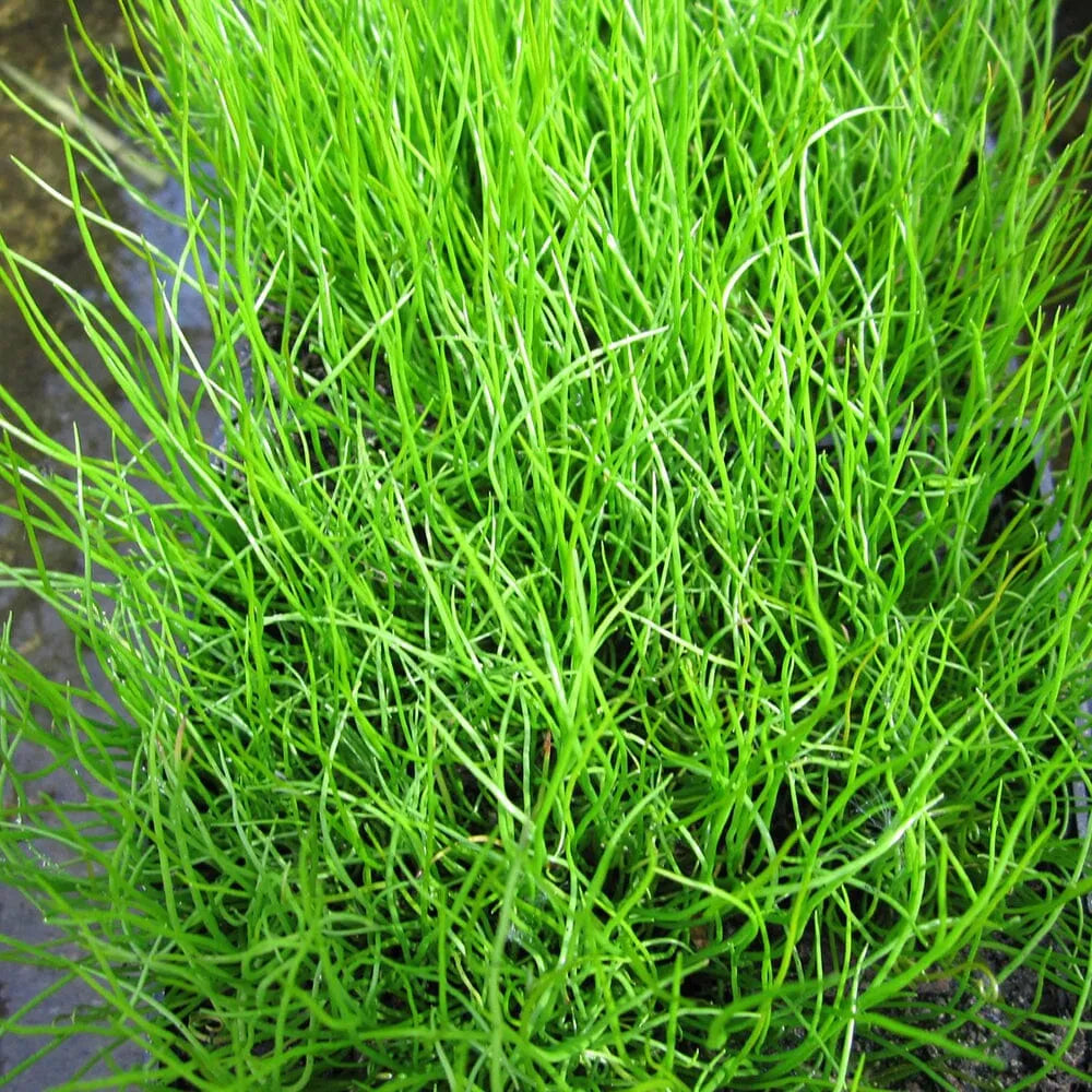 Pilularia Globulifera Aquatic Pond Plant - Pillwort