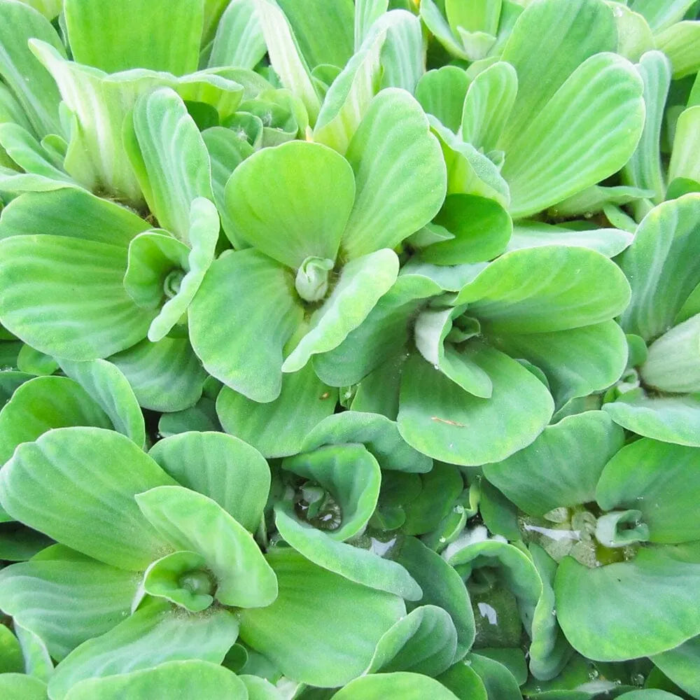 Pistia Stratiotes Aquatic Pond Plant - Water Lettuce