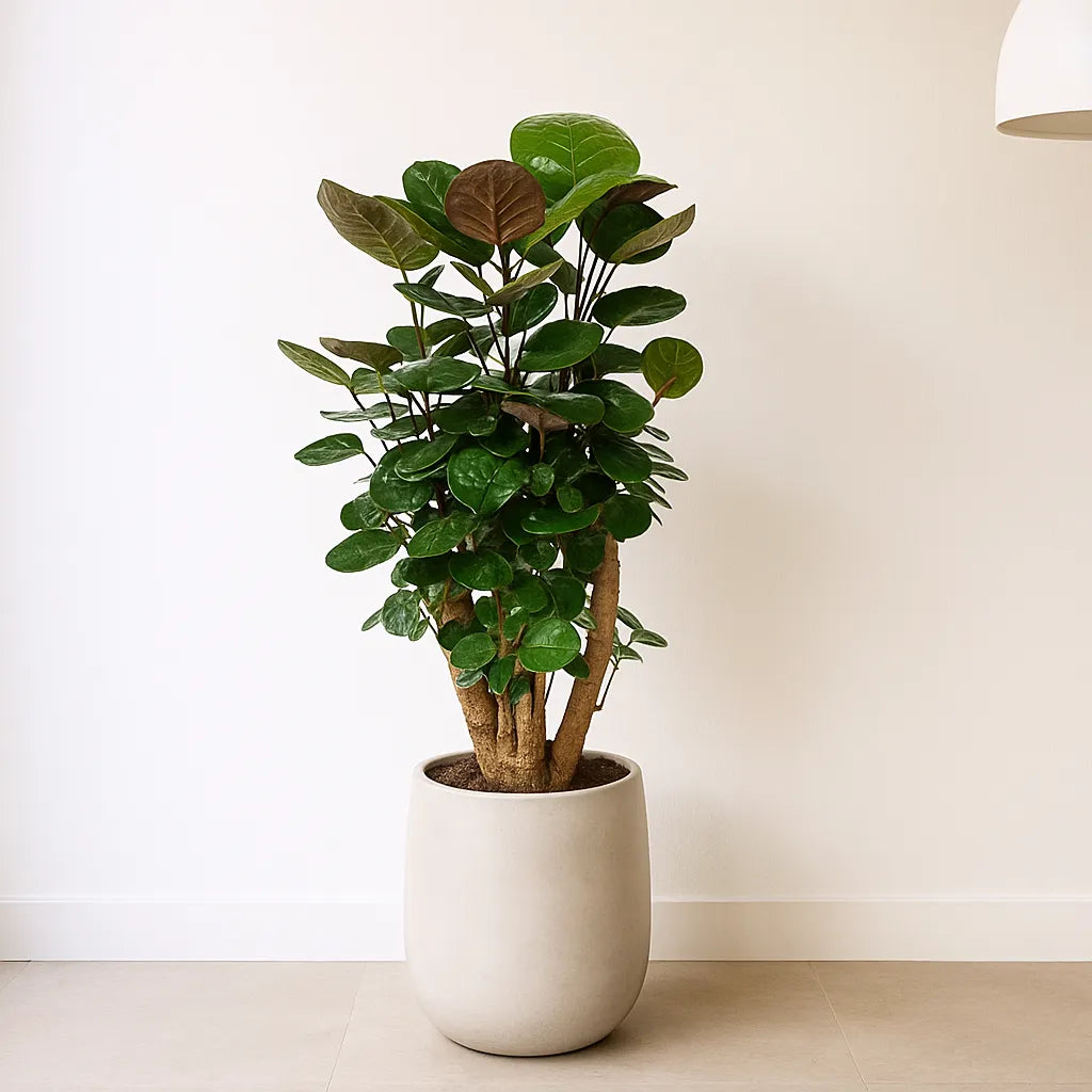 Polyscias Fabian House Plant