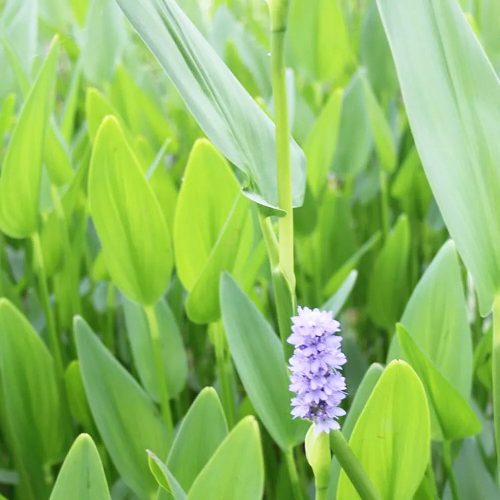 Pontederia Cordata Lanceolata Aquatic Pond Plant - Giant Pickerel Weed