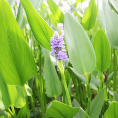 Pontederia Cordata Lanceolata Aquatic Pond Plant - Giant Pickerel Weed