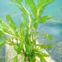 Potamogeton Crispus Aquatic Pond Plant - Curly Pondweed