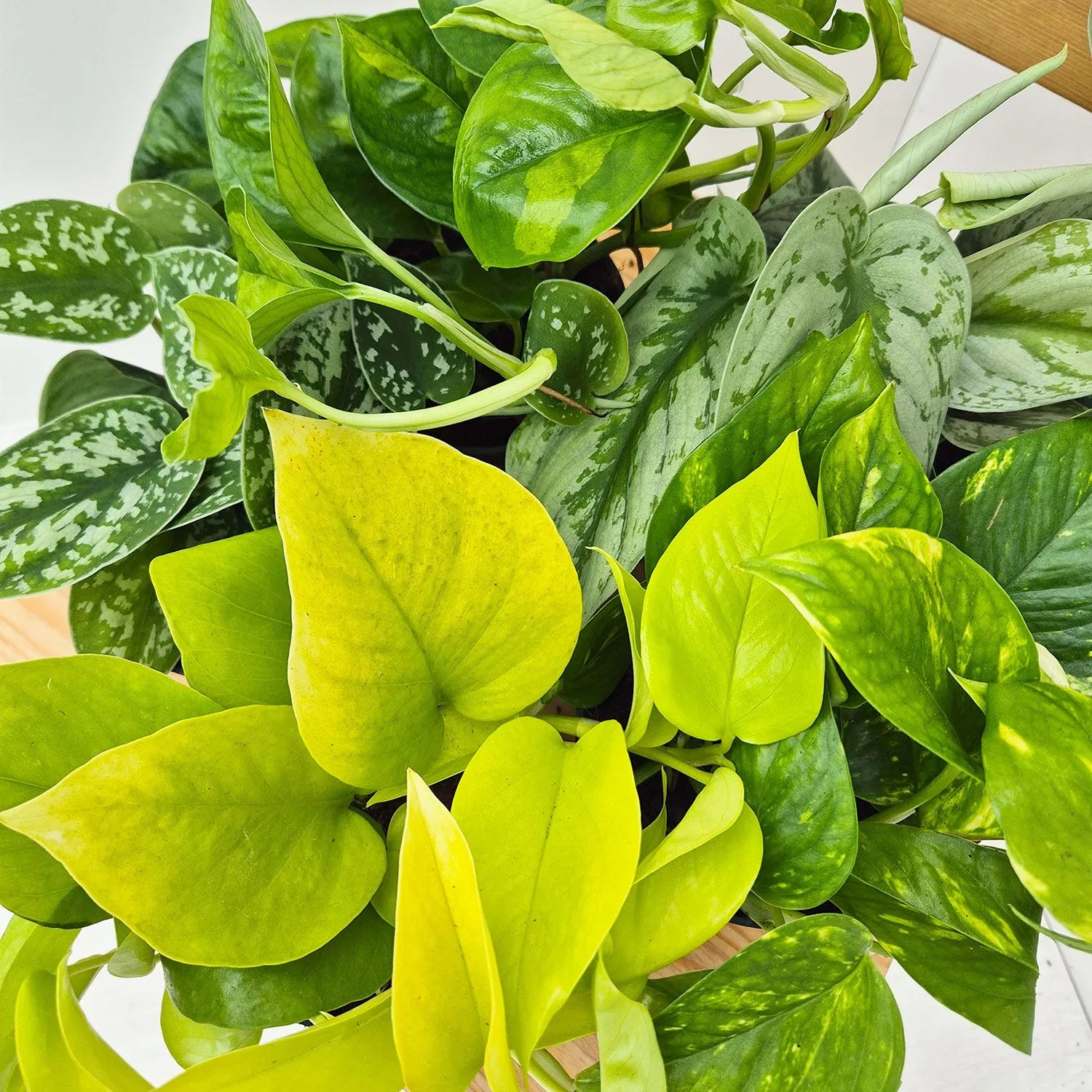 Pothos Houseplant Collection 2 (5 Plants)