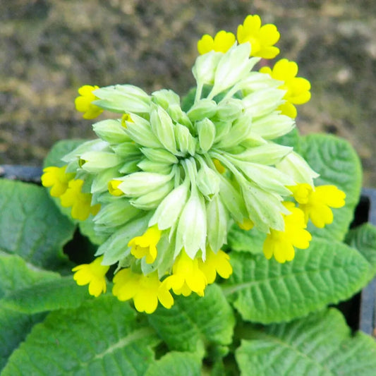 Primula Veris Aquatic Pond Plant - Cowslip
