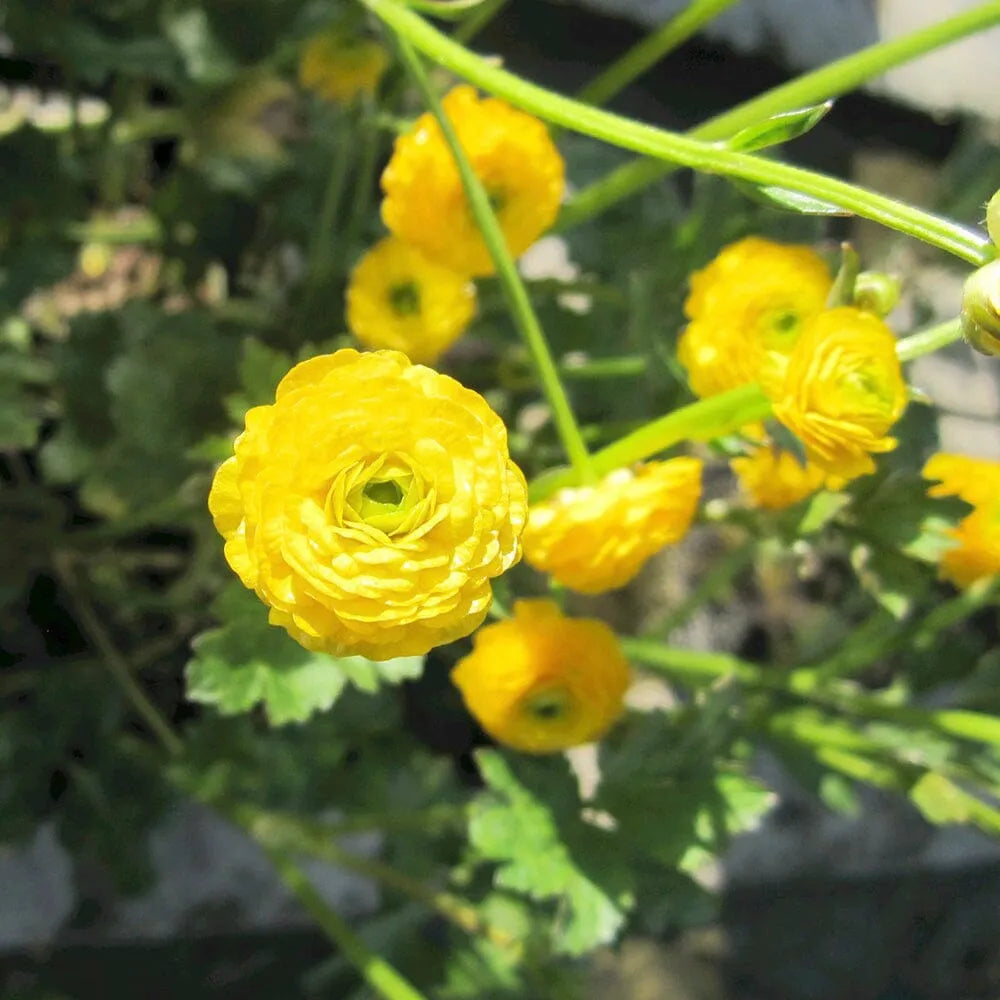 Ranunculus Acris Flore Pleno Aquatic Pond Plant - Double Buttercup