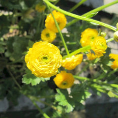Ranunculus Acris Flore Pleno Aquatic Pond Plant - Double Buttercup