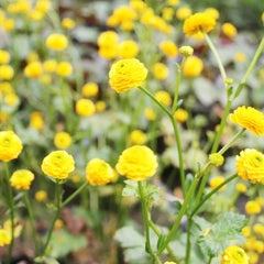 Ranunculus Acris Flore Pleno Aquatic Pond Plant - Double Buttercup