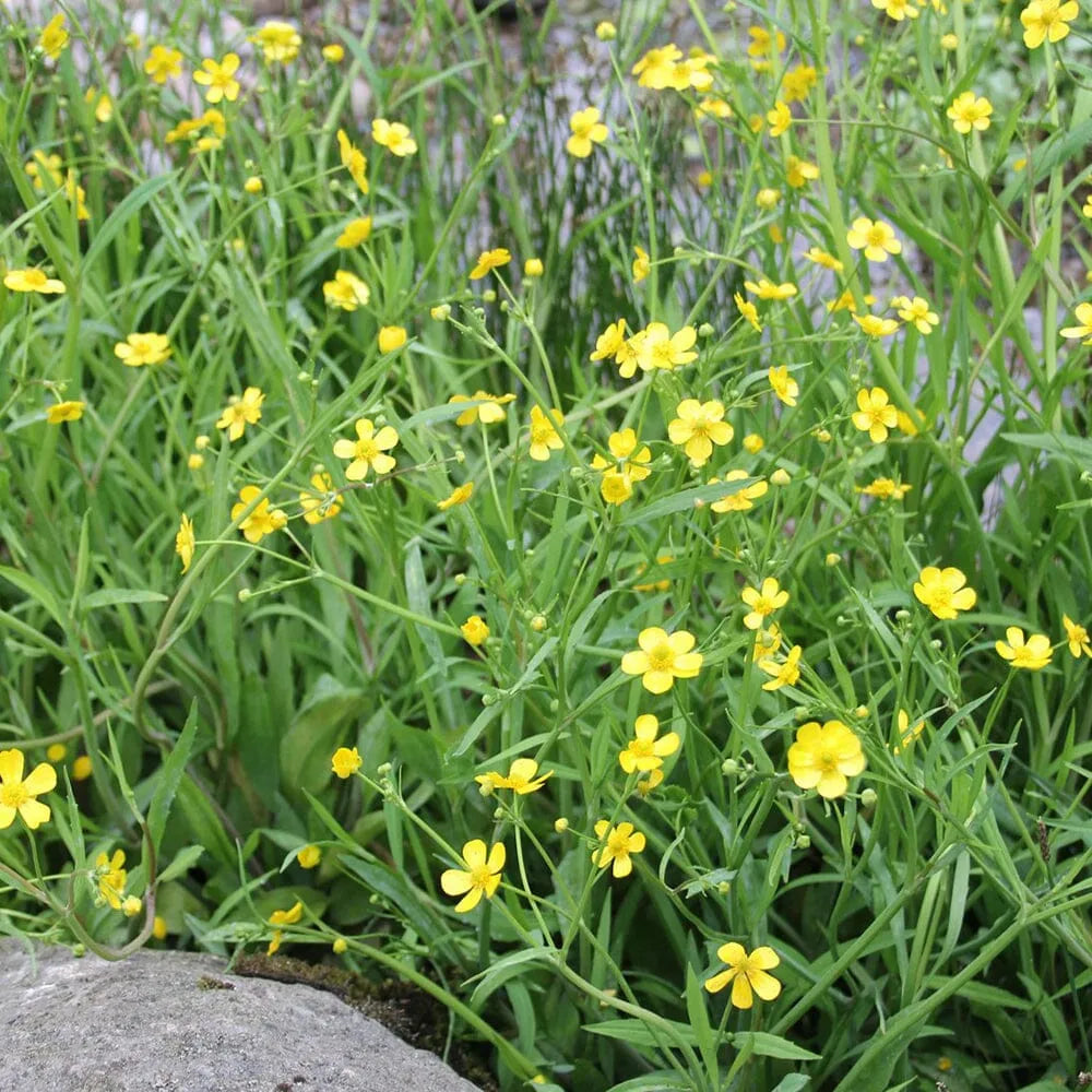 Ranunculus Flammula Aquatic Pond Plant - Lesser Spearwort
