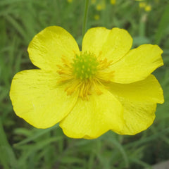 Ranunculus Flammula Aquatic Pond Plant - Lesser Spearwort