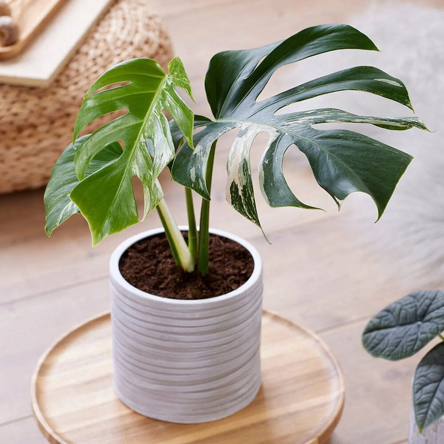 Rare Houseplant Subscription
