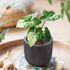 Rare Houseplant Subscription