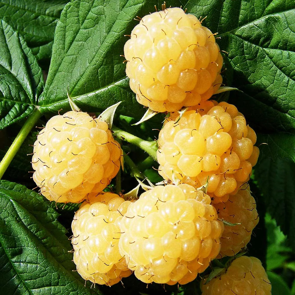 Raspberry All Gold (Rubus idaeus) Fruit Bush 2ltr Pot