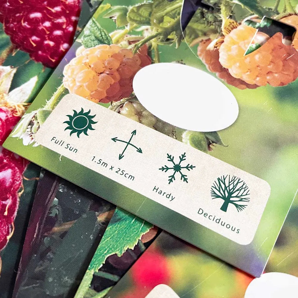 Raspberry Bonbonberry Yummy (Rubus idaeus) Fruit Bush 3ltr Pot