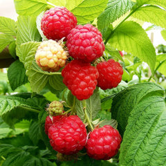 Raspberry Cascade Delight (Rubus idaeus) Fruit Bush 2ltr Pot