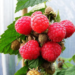 Raspberry Glen Doll (Rubus idaeus) Fruit Bush 3ltr Pot
