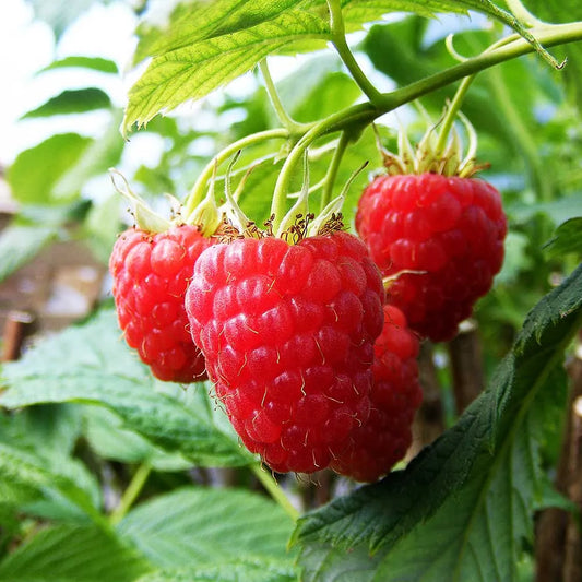Raspberry Glen Lyon (Rubus idaeus) Fruit Bush 3ltr Pot