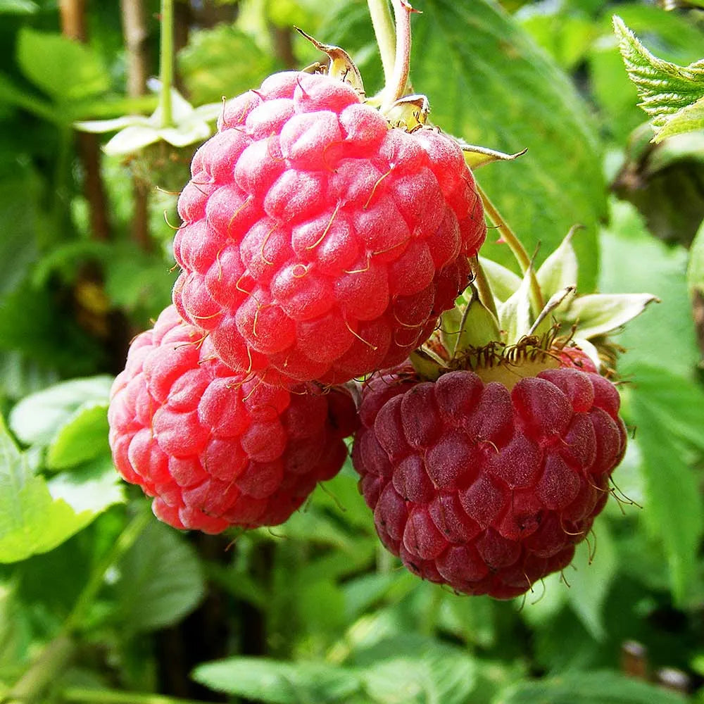Raspberry Glen Magna (Rubus idaeus) Fruit Bush 3ltr Pot