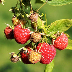Raspberry Heritage (Rubus idaeus) Fruit Bush 3ltr Pot