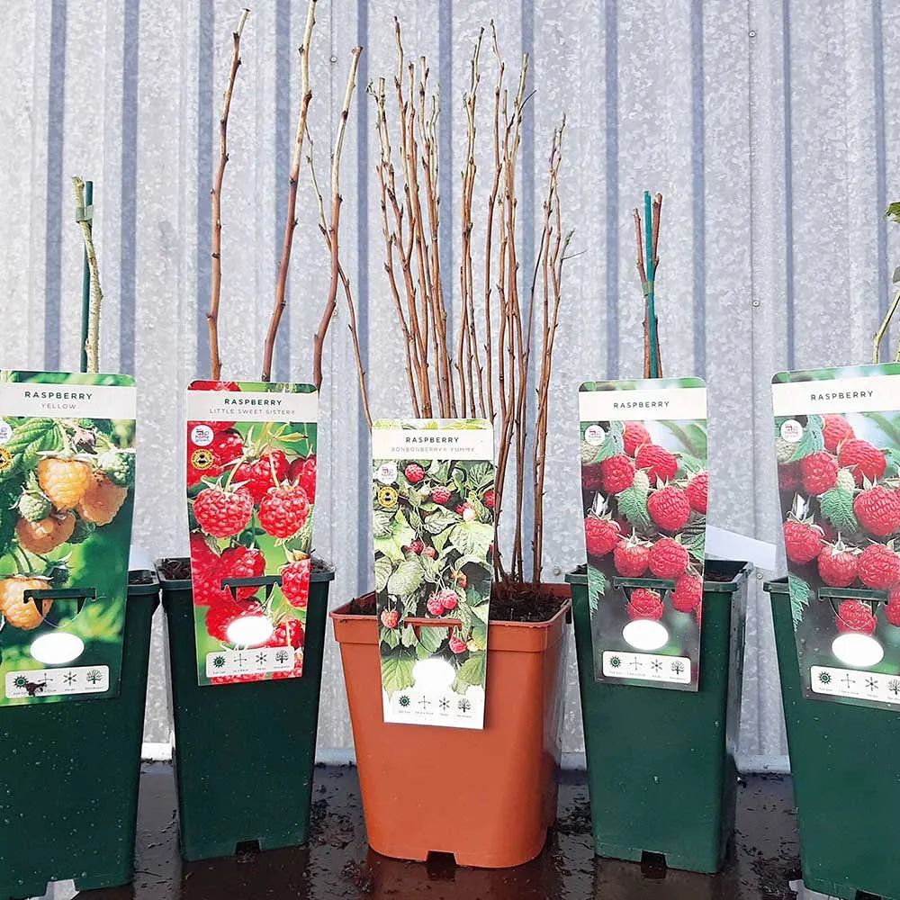 Raspberry Polka (Rubus idaeus) Fruit Bush 3ltr Pot
