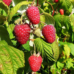 Raspberry Polka (Rubus idaeus) Fruit Bush 3ltr Pot
