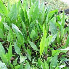 Rumex Hydrolapathum Aquatic Pond Plant - Water Dock