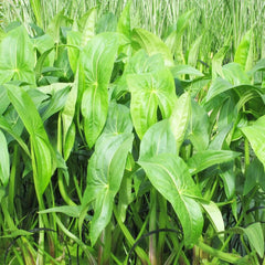 Sagittaria Latifolia Aquatic Pond Plant - Duck Potato