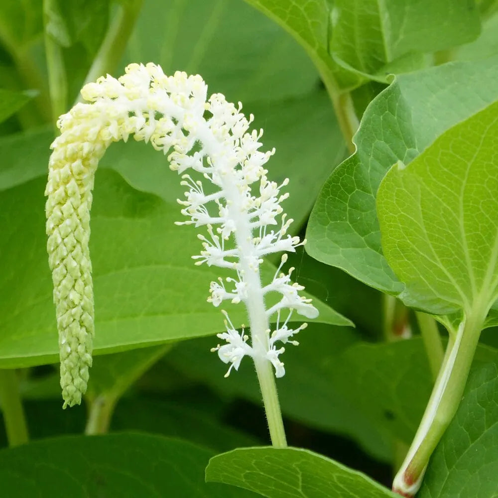 Saururus Cernuus Aquatic Pond Plant - Lizard's Tail