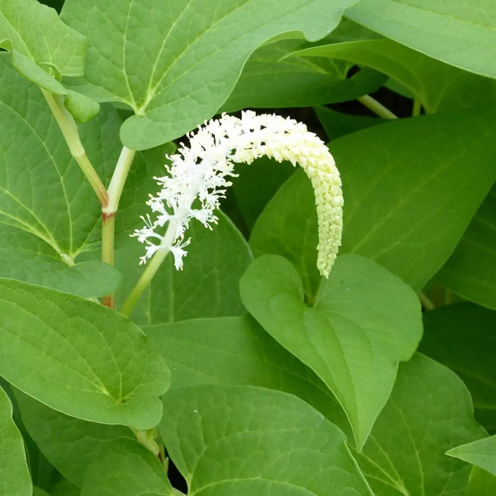 Saururus Cernuus Aquatic Pond Plant - Lizard's Tail