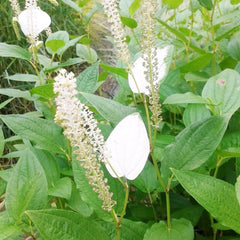 Saururus Chinensis Aquatic Pond Plant
