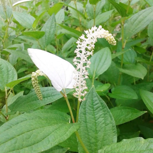 Saururus Chinensis Aquatic Pond Plant