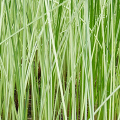 Scirpus Tabernaemontani Albescens Aquatic Pond Plant - Striped Bulrush