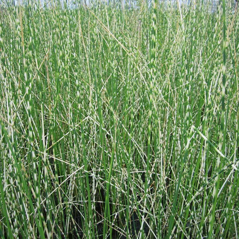Scirpus Tabernaemontani Zebrinus Aquatic Pond Plant - Zebra Rush
