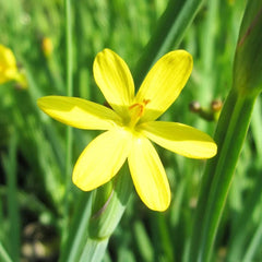 Sisyrinchium Californicum Aquatic Pond Plant - Yellow Eyed Grass