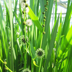 Sparganium Erectum Aquatic Pond Plant - Branched Bur-reed