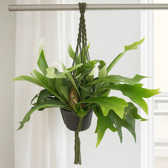 Staghorn Fern in Hanging Pot Platycerium Bifurcatum
