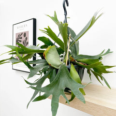 Staghorn Fern in Hanging Pot Platycerium Bifurcatum