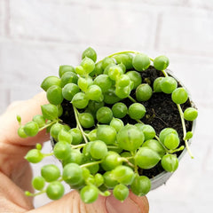 String of Pearls Senecio Herreanus Succulent House Plant 6cm Pot